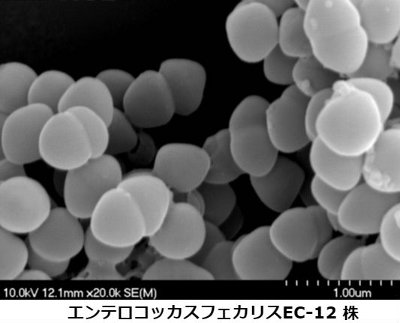 一丸ファルコス、乳酸菌の新原料で「育菌美容」を提唱