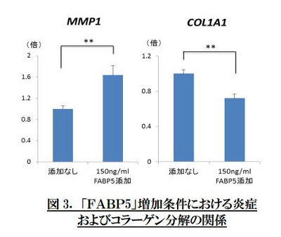 ファンケル、脂肪酸結合蛋白のコラーゲン減少への関与を発見