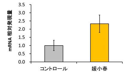 東洋新薬、愛媛県の「媛小春」に肌の保湿にかかわる成分を発見