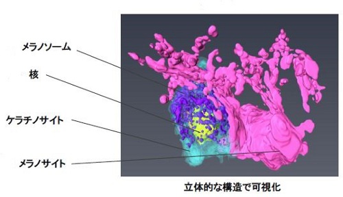 コーセー、皮膚のシミの構造を3Dで捉えることに成功