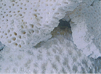 バイオコープ・ジャパン、貿易商社が化石サンゴ粉末を提案