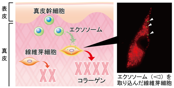 メナード、肌の幹細胞に真皮におけるコラーゲン産生促進効果を発見