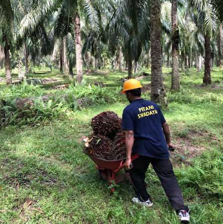 花王、インドネシアの小規模パーム農園を無償支援