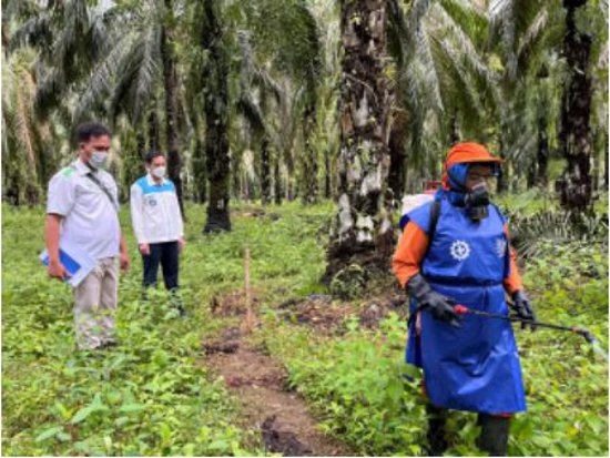 花王、インドネシア小規模パーム農園支援の進捗を公表