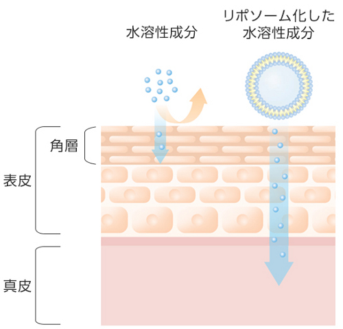 富士フイルム、水溶性成分の皮膚への浸透性向上を実現