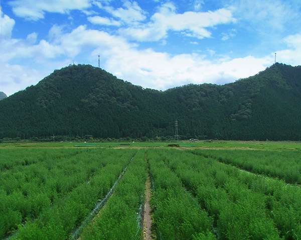 阪本薬品工業、薬用植物 カワラヨモギの栽培普及で地域活性化に貢献