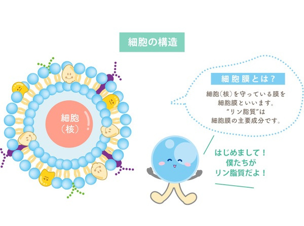 日本精化、リン脂質の認知拡大を図る