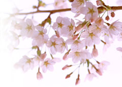 DHC、福島県「びわ沢原森林公園キャンプ場」に1000本の桜を植えるプロジェクトを実施